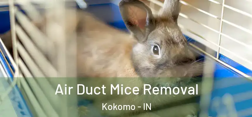  Air Duct Mice Removal Kokomo - IN